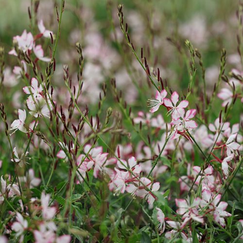 Gaura Gambit® Rose Bicolor