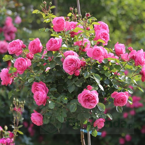 Leoś PIENNA (pień 60 cm)