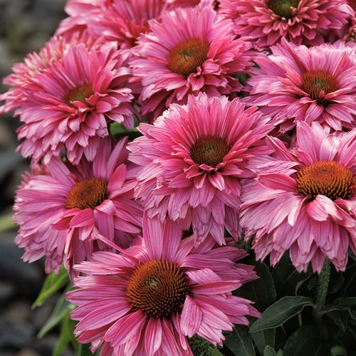 jeżówka SUNSEEKERS "Sweet Fuchsia"