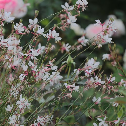 Gaura lindheimeri "Whirling Butterflies"