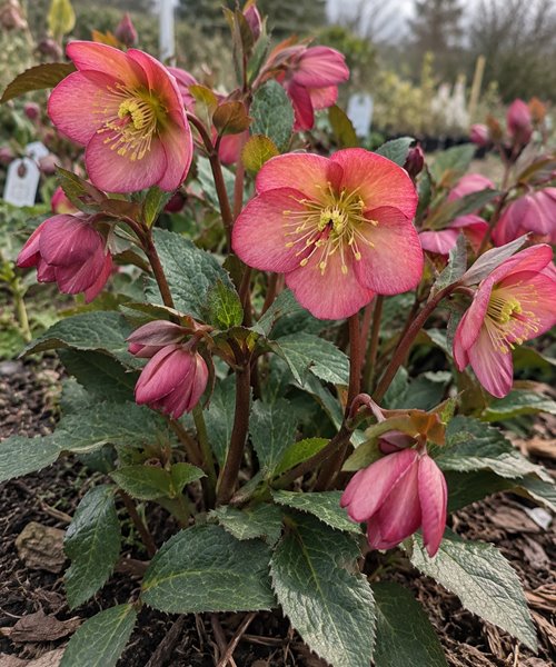 Ciemiernik HGC Ice N' Roses Mary Marble – dwubarwne kwiaty