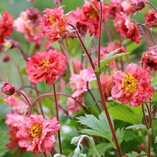 Kuklik Bohema Pink