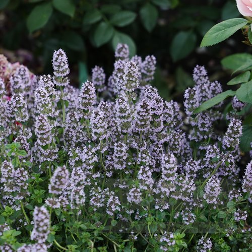 Macierzanaka Compactus