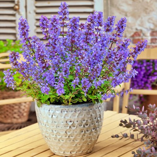 Kocimiętka żyłkowana "Purrsian Blue"