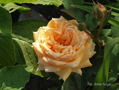 Sophia  Renaissance (Poulen002)