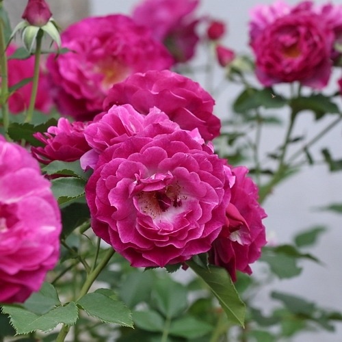 Blue Eden (WEKisosblip)