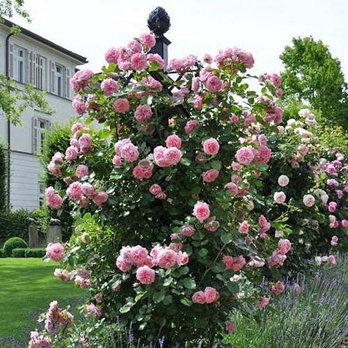 Mamma Mia (Poulcy013)