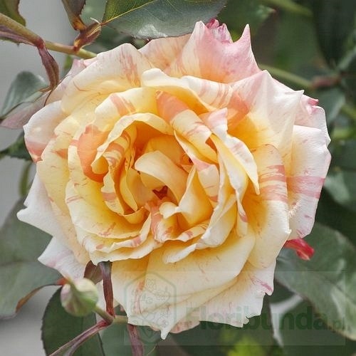 Tropical Sunset  (Mactaurang)