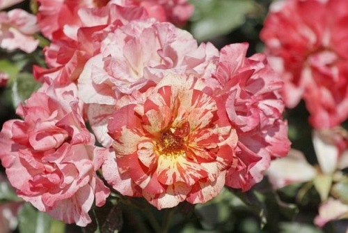 Alfred Sisley (DELstrijor)