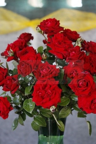 Poulman syn. Ingrid,  pienna