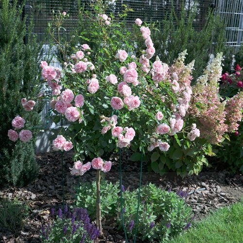 Granny PIENNA (pień 60 cm)