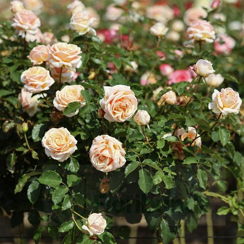 Diamond Jubilee  PIENNA