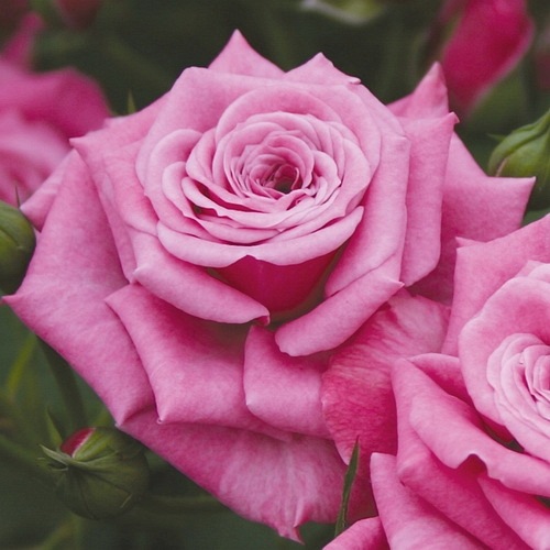 Jacaranda Flower Circus®