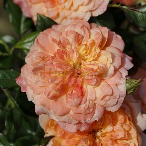 Samaritan  (Harverag)