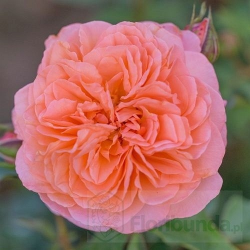 Louise Clements (CLELOU)