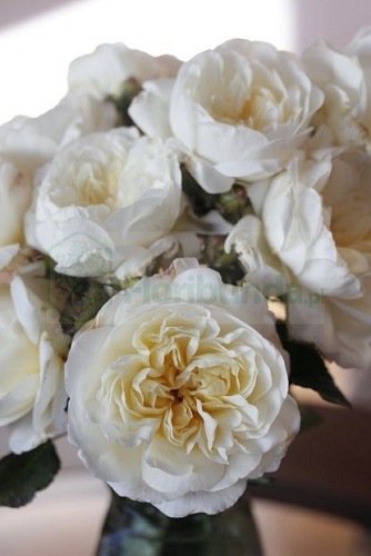 White Gruss an Aachen PIENNA