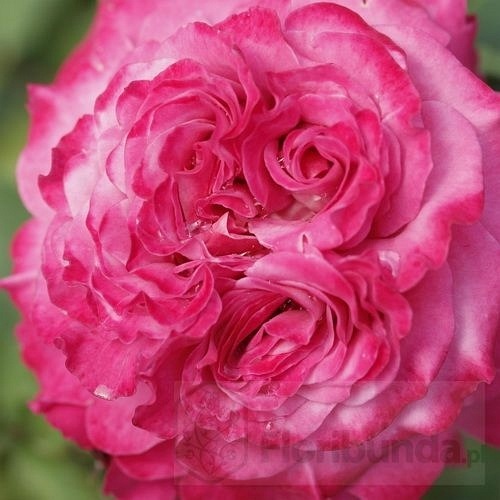 Agnes Schillinger (Masasch)