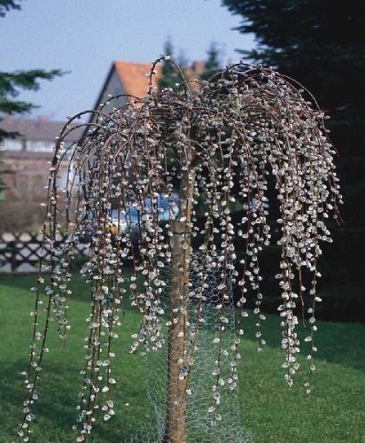 Wierzba  iwa "Pendula'