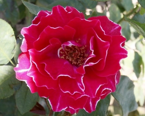 Baron Girod de L'ain