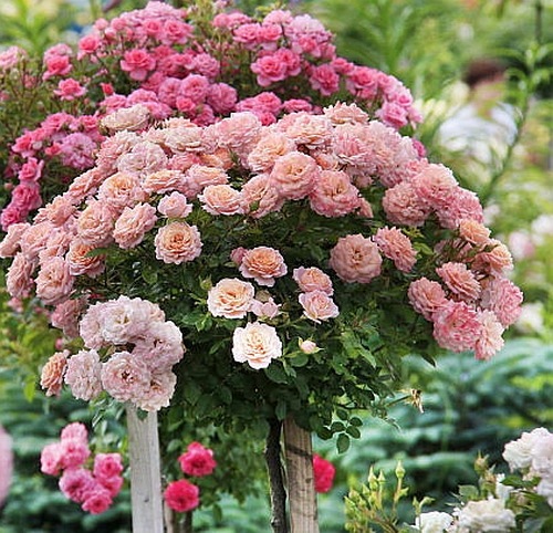 Paul Bocuse (Maspaujeu) PIENNA