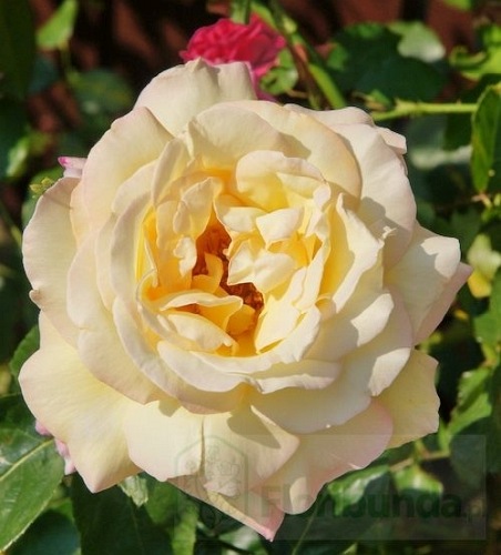 Peace (Madame A.Mailland)