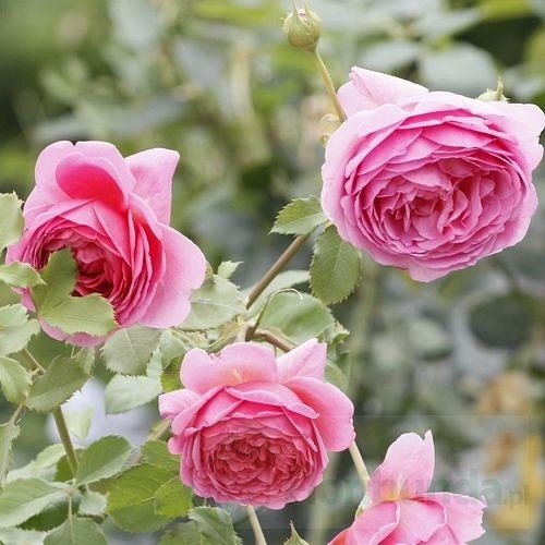 Princess Alexandra of Kent