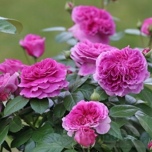 Parfum  Flower Circus