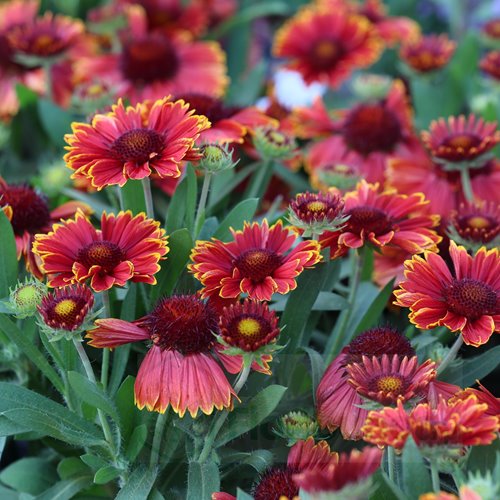 Gailardia "Yellow Touch"