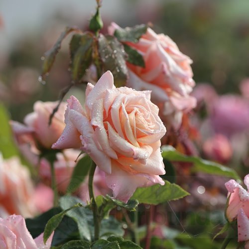 Paul Ricard  (Meinivoz)