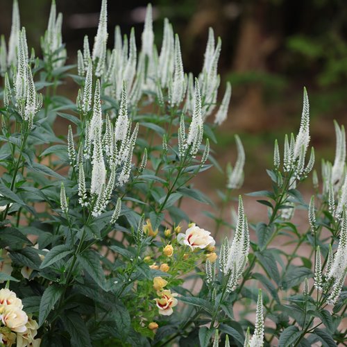 przetacznik "Melanie White"