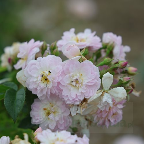 Sense and Sensibility