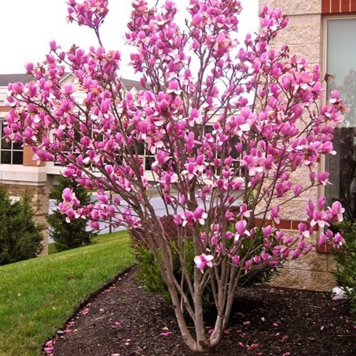 Magnolia  "Susan"