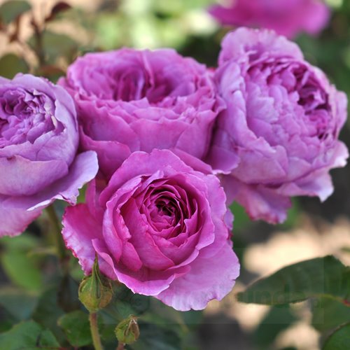 Adore Aroma (Bozarom015)