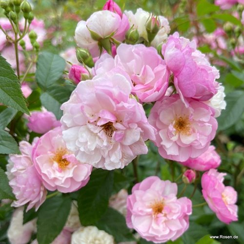 Lavender Siluetta DONICZKA