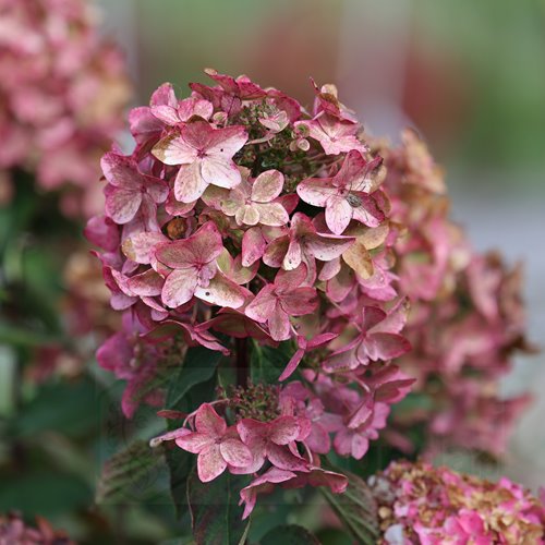 Hortensja bukietowa Metalica®
