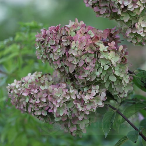 Hortensja Diamantino