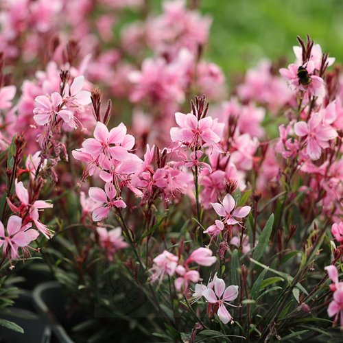 Gaura Gambit Compact "Rose Pink"