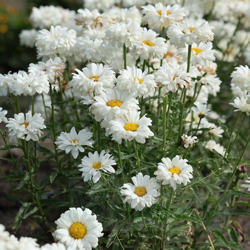 Złocień  "Victorian Secret"