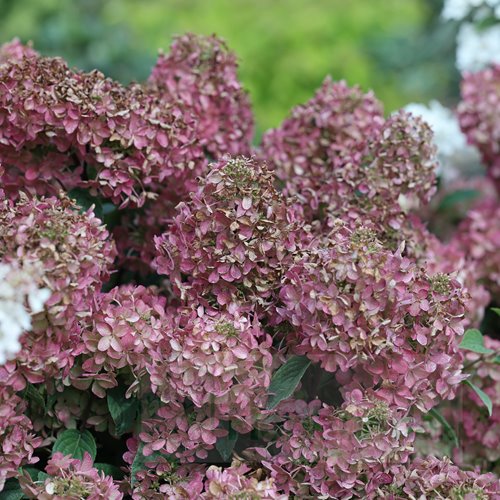 Hortensja bukietowa "Petite Star"