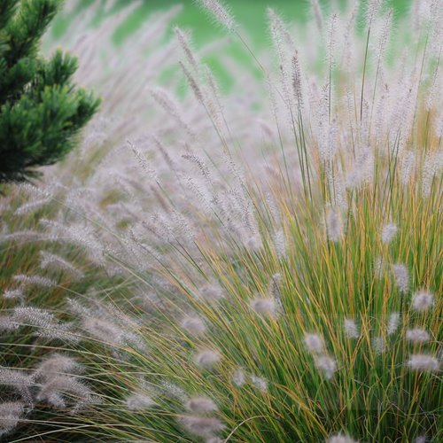 rozplenica  "Hameln"