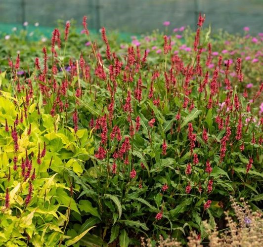 Rdest himalajski 'Keep Smiling'