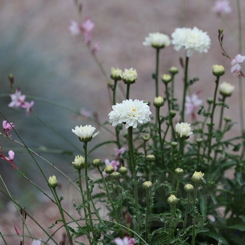 Złocień  "Victorian Secret"