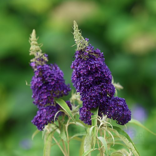 Budleja Dawida "Summer Bird Blue"