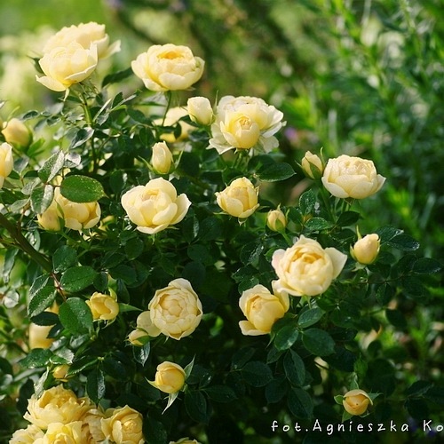 Sweet Memories (Whamemo)