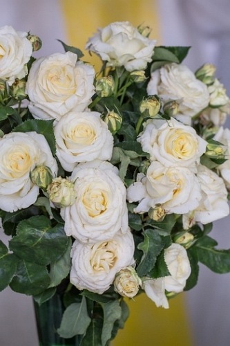 Chopin róże PIENNA