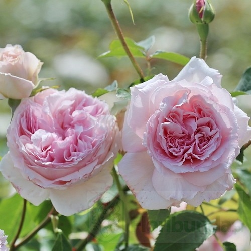 The Wedgwood Rose