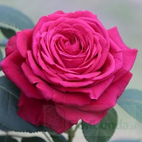 Rose des 4 Ventes