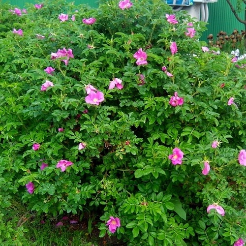 Rosa Rugosa Rubra