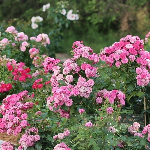 Jacaranda Flower Circus®