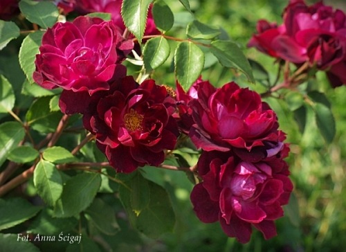 Cardinal Hume (Harregale)